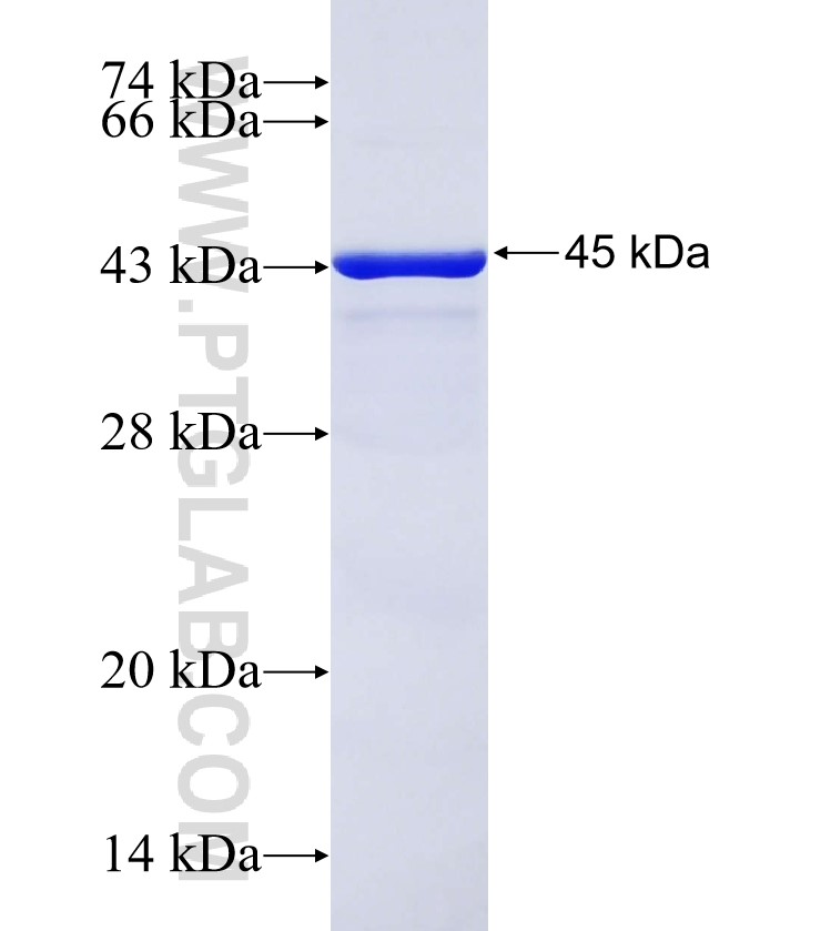 SETD8 fusion protein Ag30530 SDS-PAGE SETD8 fusion protein Ag30530 SDS-PAGE