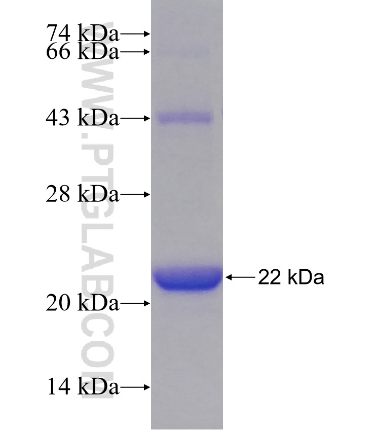 SETD8 fusion protein Ag30581 SDS-PAGE