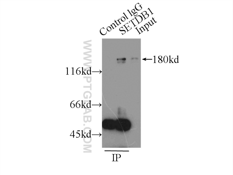 IP experiment of MCF-7 using 11231-1-AP