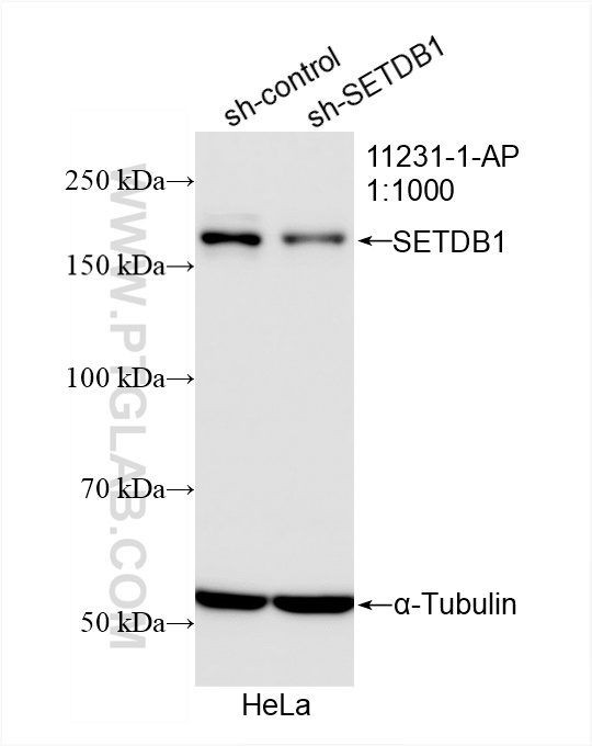 WB analysis of HeLa using 11231-1-AP