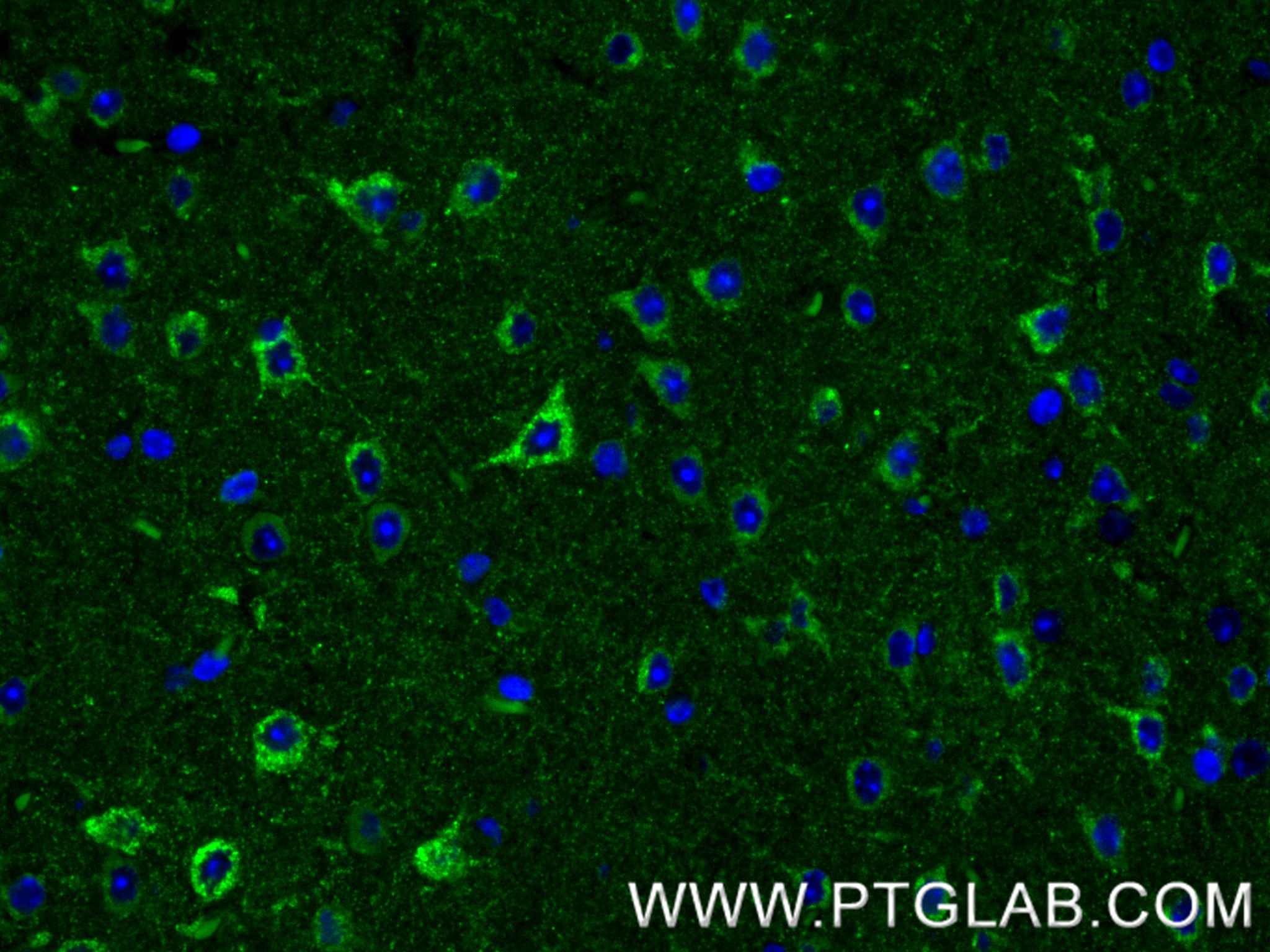 IF Staining of mouse brain using 87923-1-RR (same clone as 87923-1-PBS)
