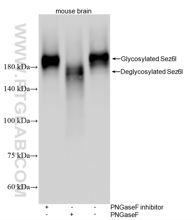 WB analysis using 87923-1-RR (same clone as 87923-1-PBS)