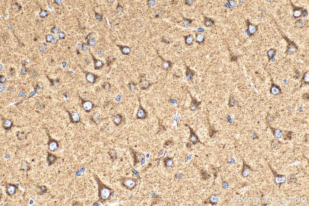IHC staining of mouse brain using 19428-1-AP