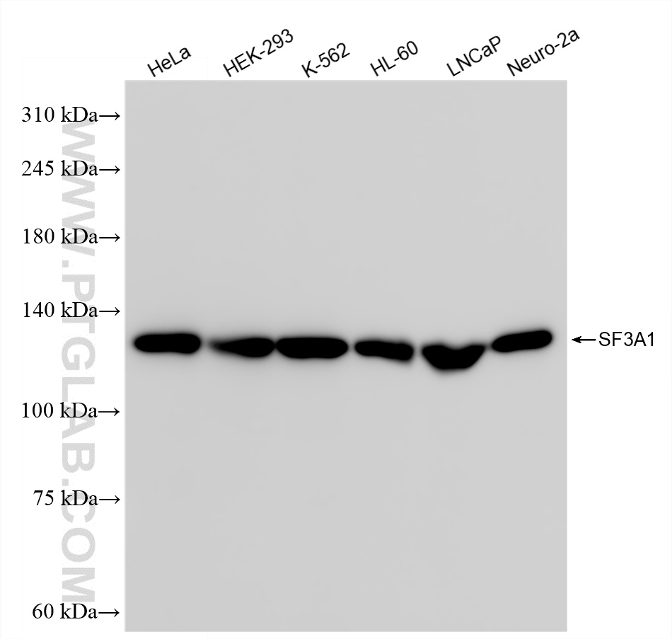 WB analysis using 86170-1-RR (same clone as 86170-1-PBS)
