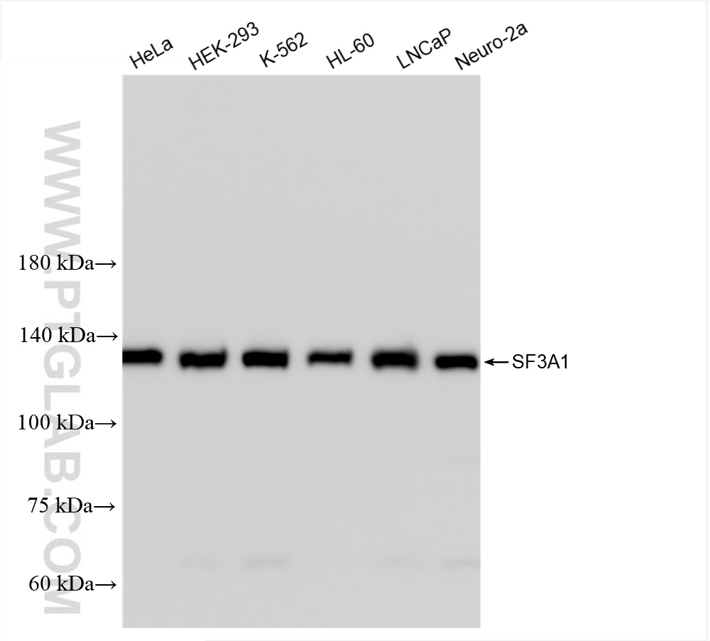 WB analysis using 86170-2-RR (same clone as 86170-2-PBS)