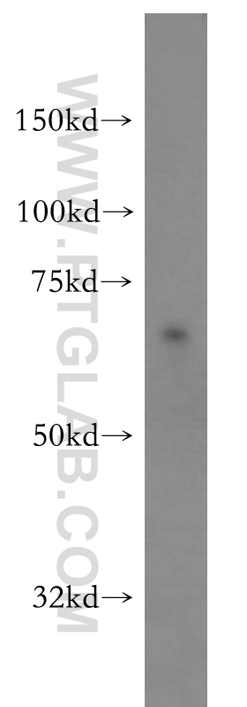 SF3A2 Polyclonal antibody
