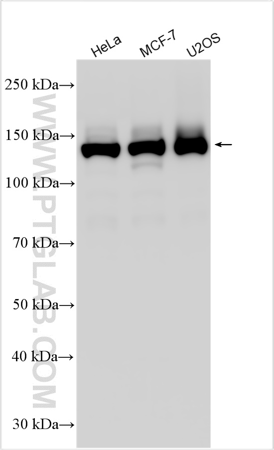 WB analysis using 27684-1-AP