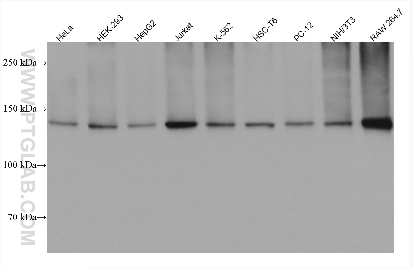 WB analysis using 67469-1-Ig (same clone as 67469-1-PBS)