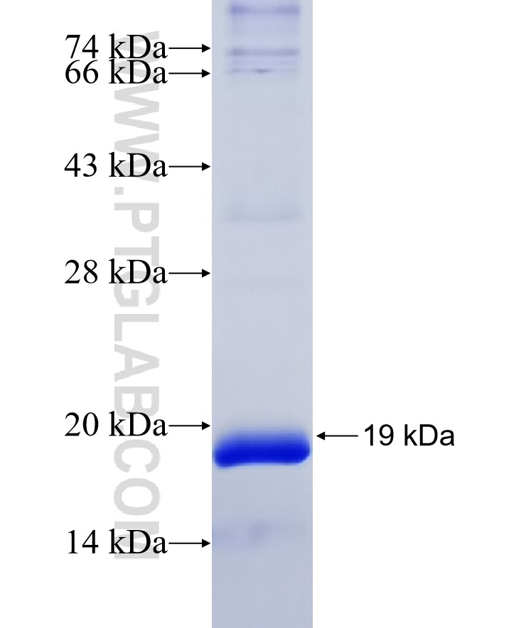 SF3B3 fusion protein Ag6315 SDS-PAGE
