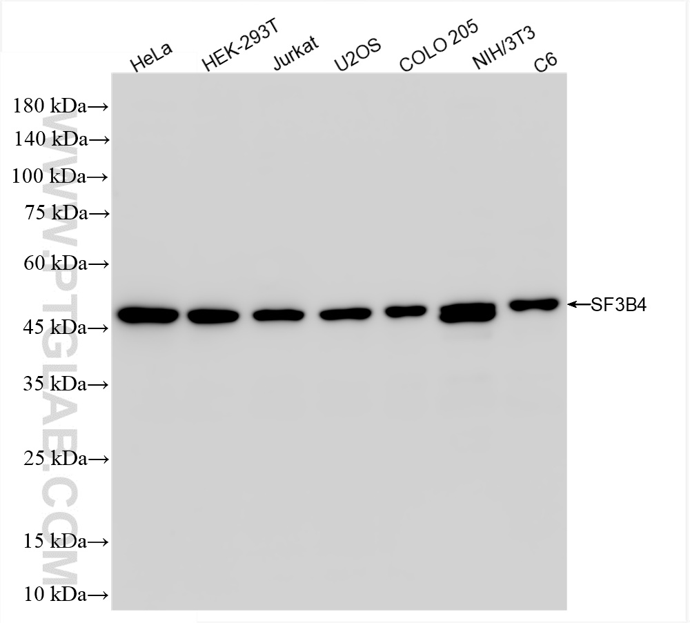 WB analysis using 85663-5-RR (same clone as 85663-5-PBS)