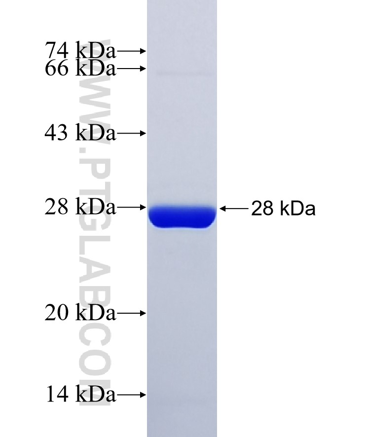 SF3B4 fusion protein Ag27065 SDS-PAGE SF3B4 fusion protein Ag27065 SDS-PAGE
