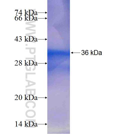 SF3B5 fusion protein Ag7205 SDS-PAGE