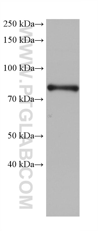 WB analysis of NCCIT using 68319-1-Ig