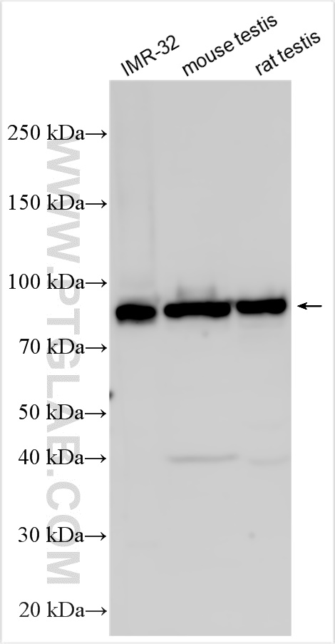WB analysis using 23631-1-AP