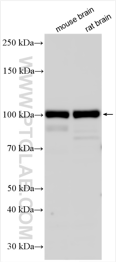 WB analysis using 25256-1-AP