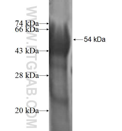 SFN fusion protein Ag0973 SDS-PAGE