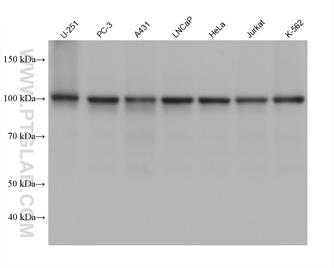 WB analysis using 67129-1-Ig