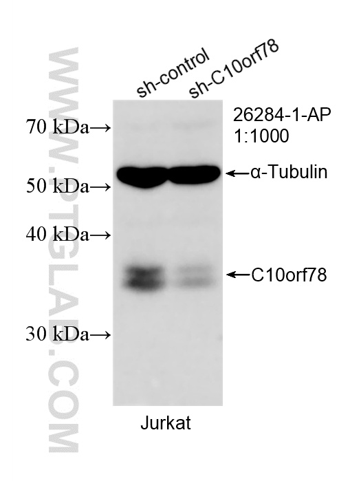 WB result of C10orf78 antibody (26284-1-AP; 1:1000; incubated at room temperature for 1.5 hours) with sh-Control and sh-C10orf78 transfected Jurkat cells. WB analysis of Jurkat using 26284-1-AP