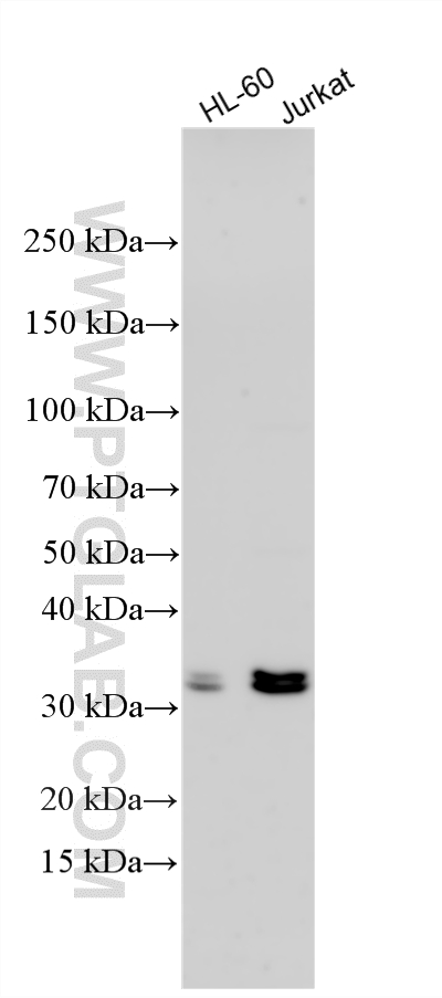 Various lysates were subjected to SDS PAGE followed by western blot with 26284-1-AP (C10orf78 antibody) at dilution of 1:2000 incubated at room temperature for 1.5 hours. WB analysis using 26284-1-AP