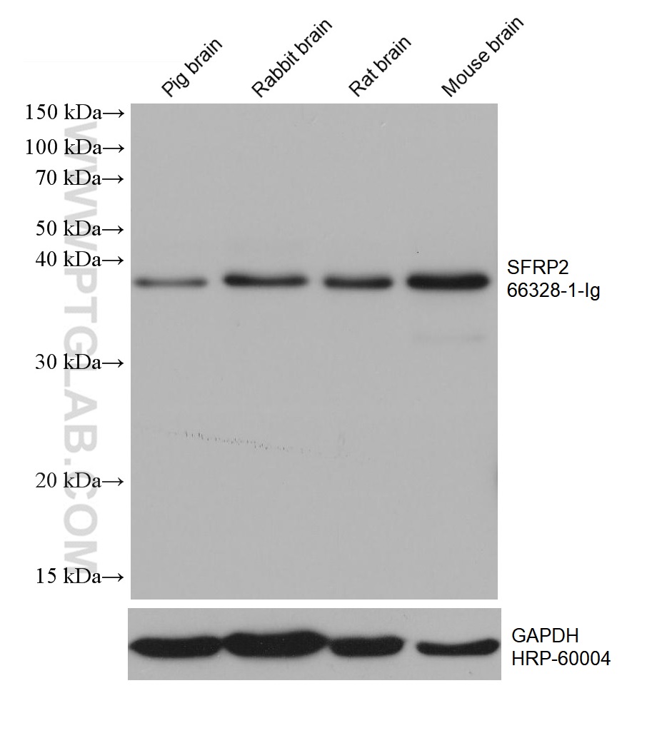 WB analysis using 66328-1-Ig