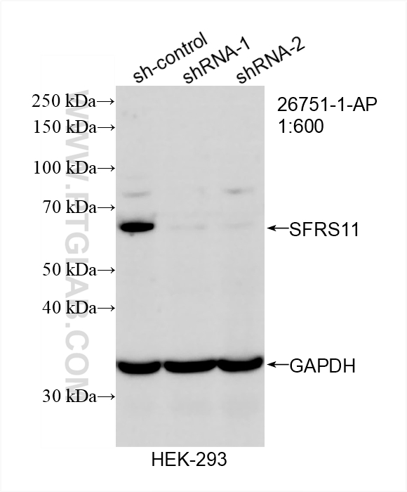 WB analysis of HEK-293T using 26751-1-AP