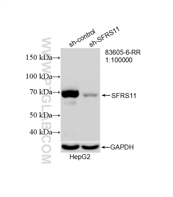 WB analysis of HepG2 using 83605-6-RR WB analysis of HepG2 using 83605-6-RR