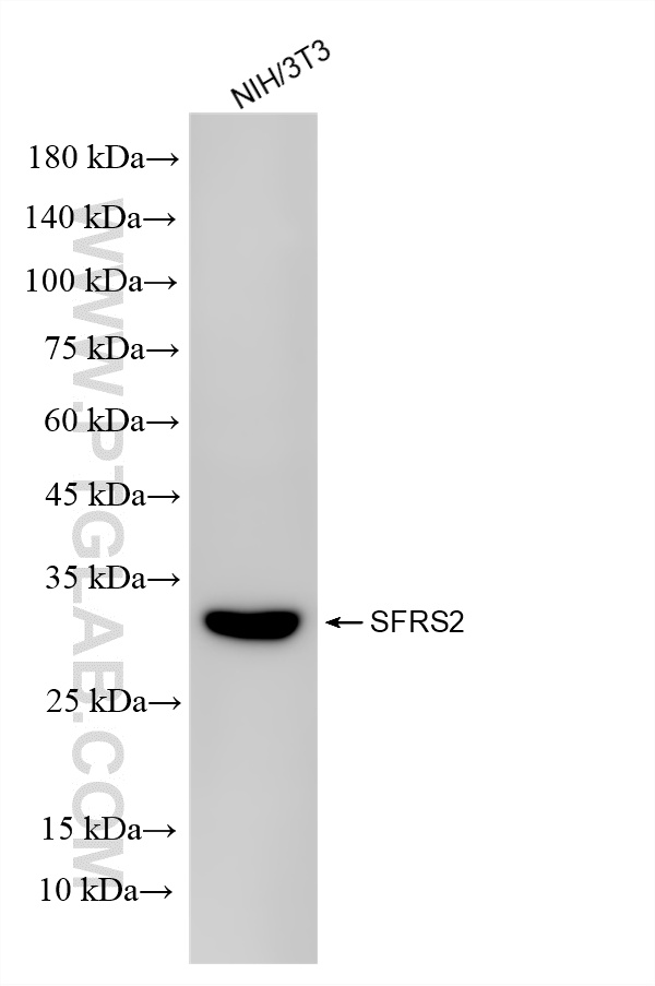 WB analysis using 86700-2-RR