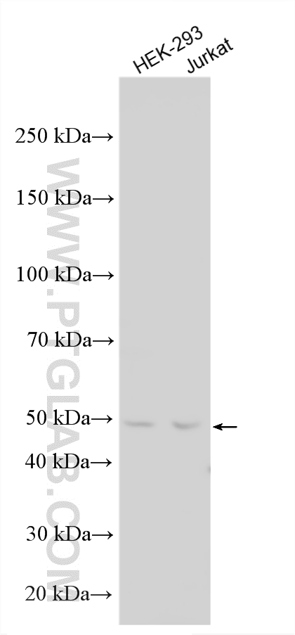 WB analysis using 33904-1-AP