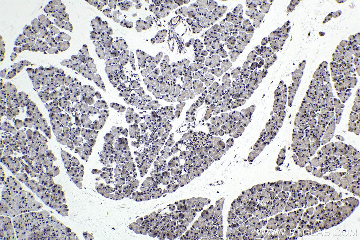 IHC staining of mouse pancreas using 16237-1-AP