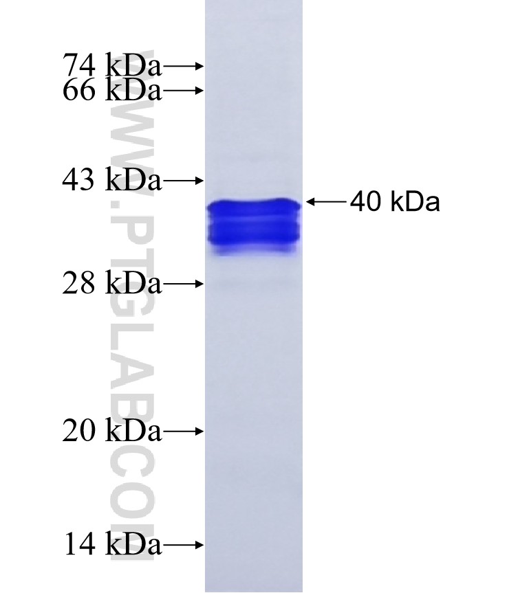 SFRS5 fusion protein Ag8988 SDS-PAGE