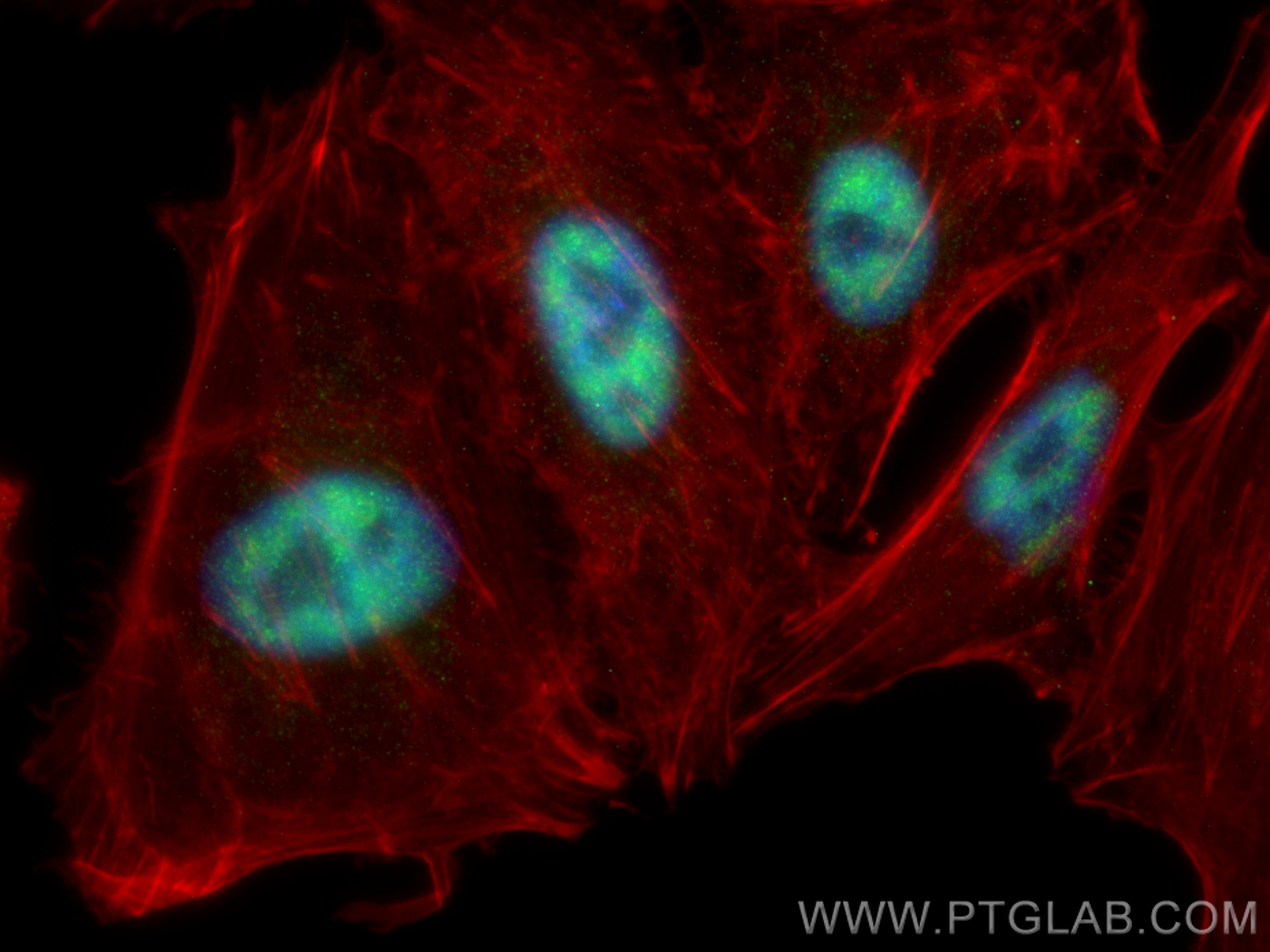 Immunofluorescent analysis of (4% PFA) fixed A549 cells using SFRS8 antibody (24705-1-AP) at dilution of 1:600 and CoraLite®488-Conjugated Goat Anti-Rabbit IgG(H+L) (<a class='green' href='/productredirect?CatalogNo=SA00013-2' target='_blank'>SA00013-2</a>), CL594-Phalloidin (red). IF Staining of A549 using 24705-1-AP