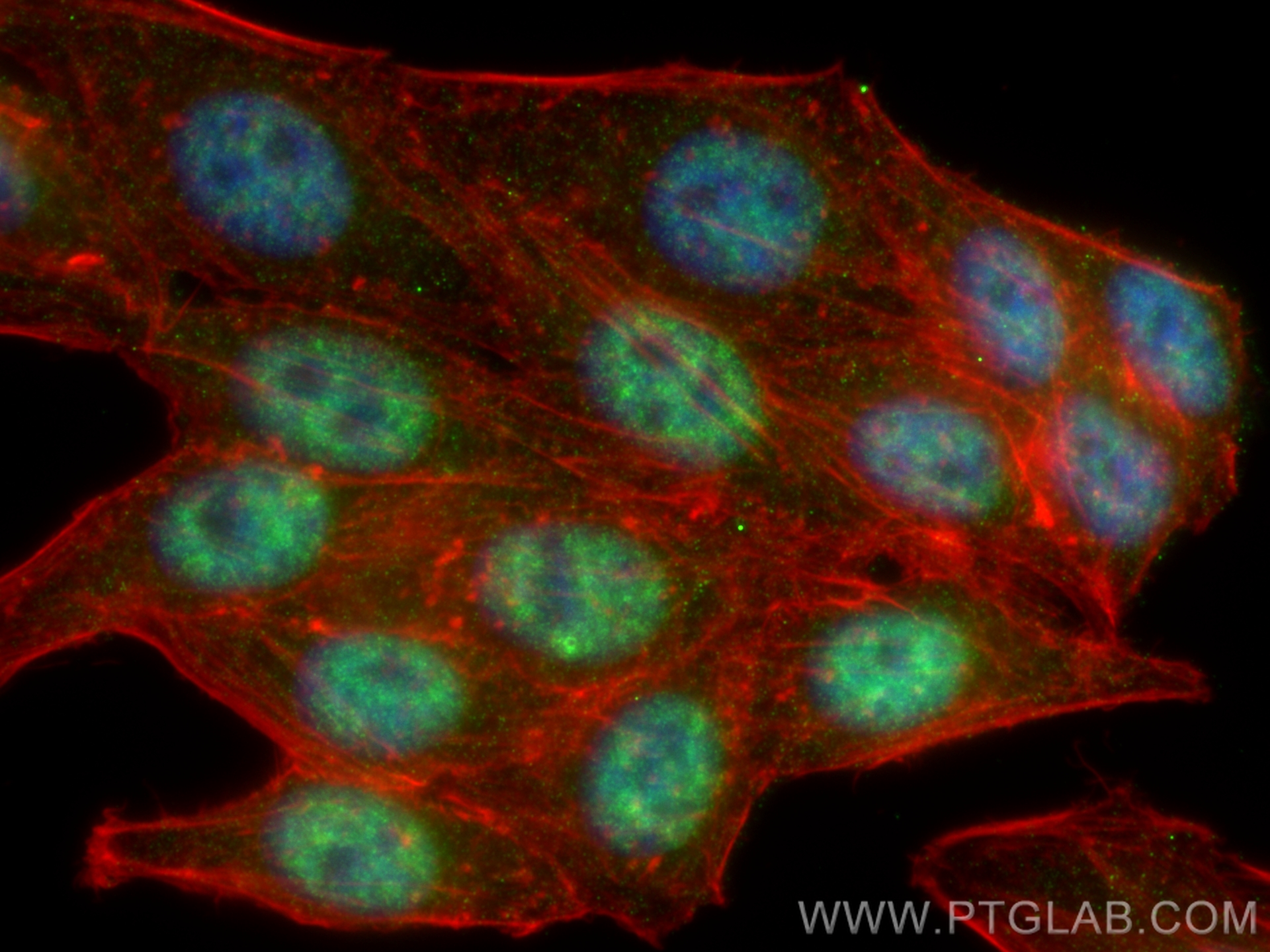 Immunofluorescent analysis of (4% PFA) fixed HepG2 cells using SFRS8 antibody (24705-1-AP) at dilution of 1:600 and CoraLite®488-Conjugated Goat Anti-Rabbit IgG(H+L) (<a class='green' href='/productredirect?CatalogNo=SA00013-2' target='_blank'>SA00013-2</a>), CL594-Phalloidin (red). IF Staining of HepG2 using 24705-1-AP