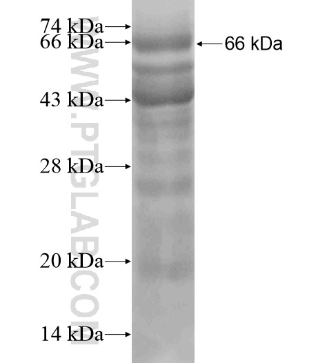 SFRS8 fusion protein Ag19762 SDS-PAGE