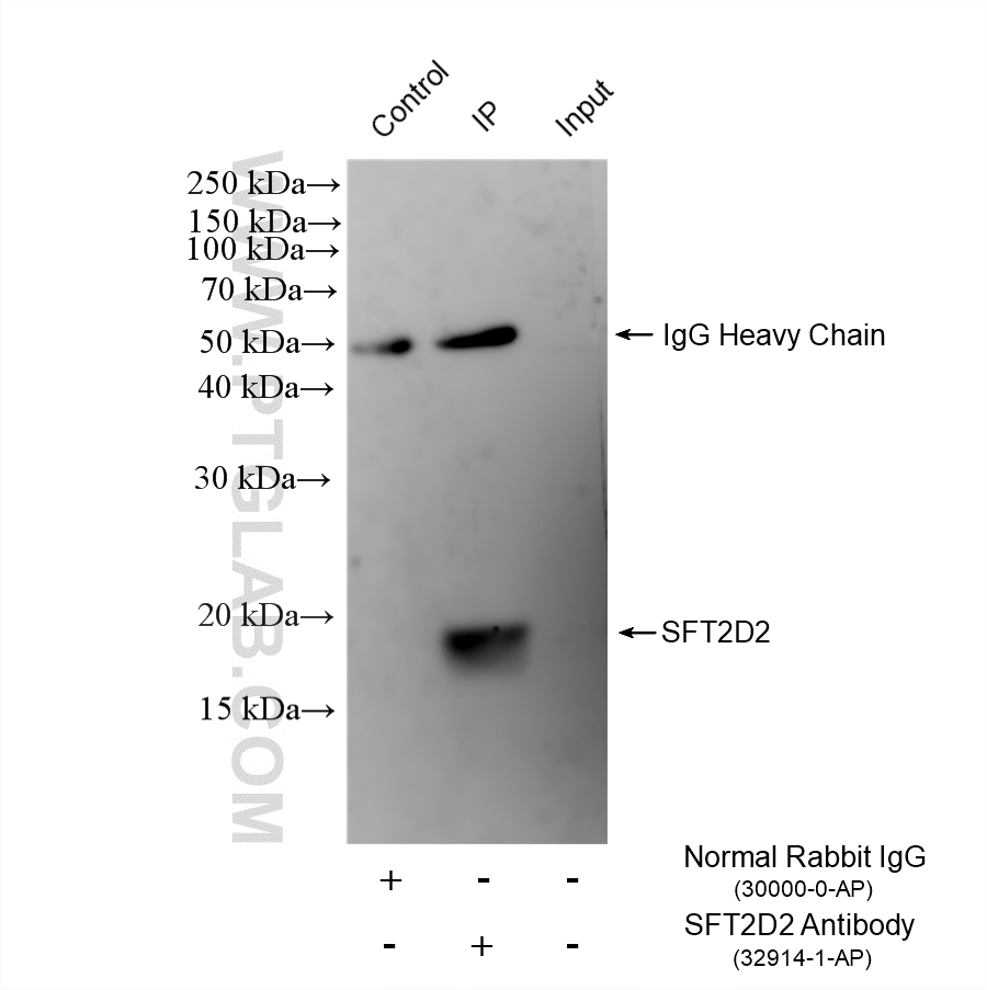 IP result of anti-SFT2D2 (IP:32914-1-AP, 4ug; Detection:32914-1-AP 1:500) with HeLa cells lysate 960 ug. IP experiment of HeLa using 32914-1-AP