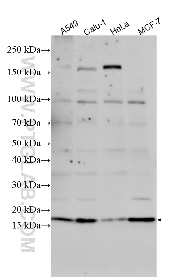 Various lysates were subjected to SDS PAGE followed by western blot with 32914-1-AP (SFT2D2 antibody) at dilution of 1:500 incubated at room temperature for 1.5 hours. WB analysis using 32914-1-AP