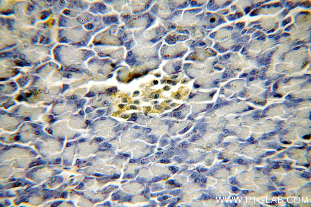 IHC staining of human pancreas using 19758-1-AP