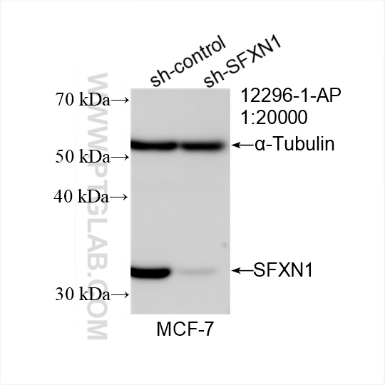 WB result of SFXN1 antibody (12296-1-AP; 1:20000; incubated at room temperature for 1.5 hours) with sh-Control and sh-SFXN1 transfected MCF-7 cells. WB analysis of MCF-7 using 12296-1-AP