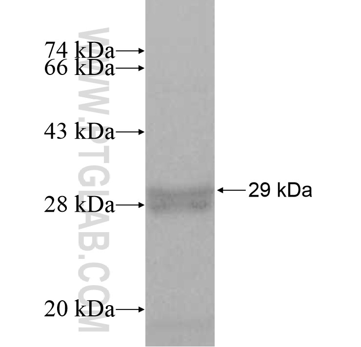 SFXN2 fusion protein Ag8958 SDS-PAGE SFXN2 fusion protein Ag8958 SDS-PAGE