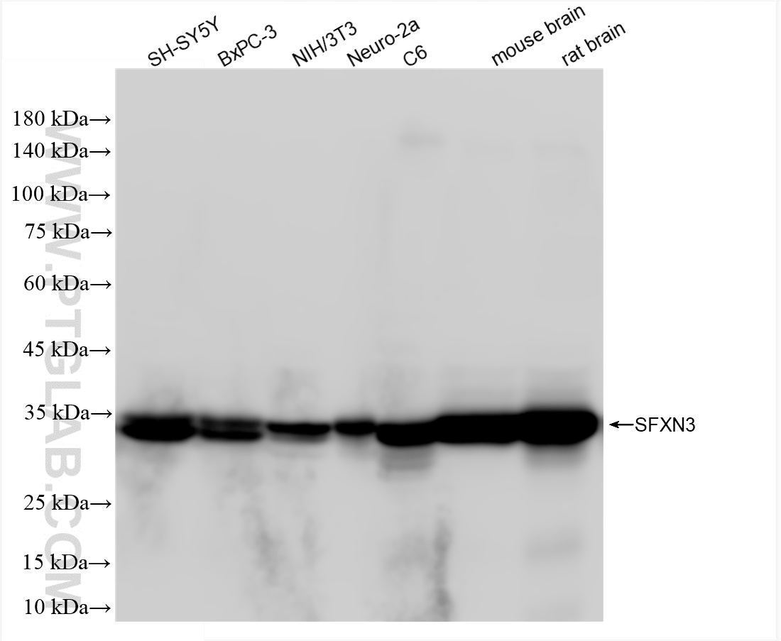 WB analysis using 85978-1-RR