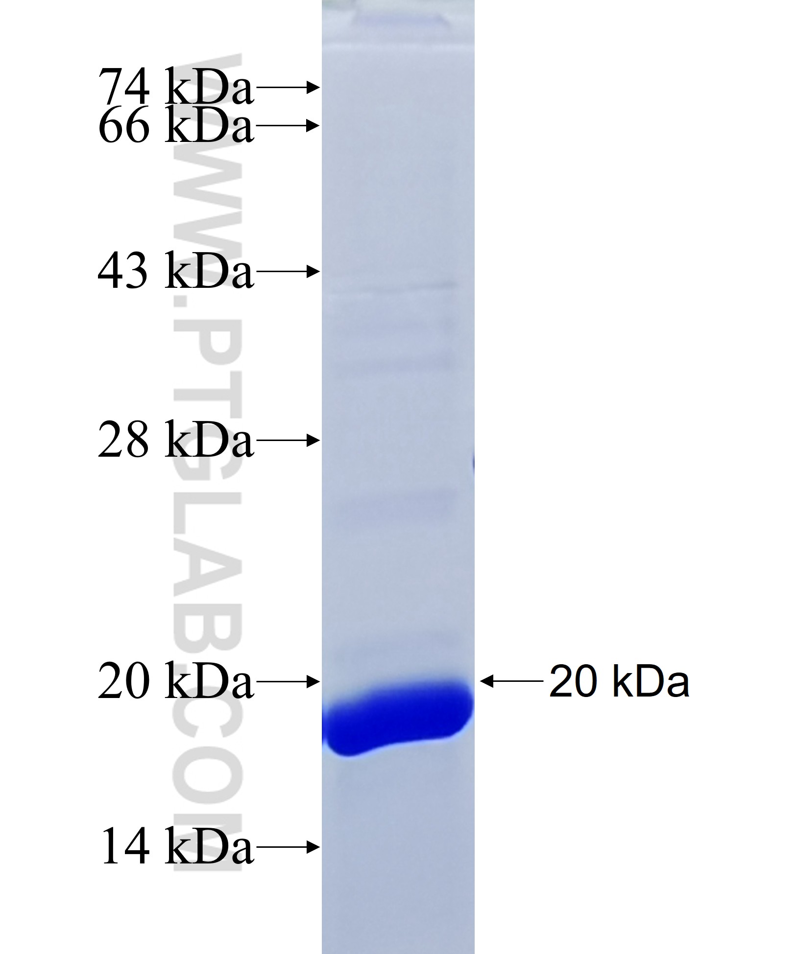 SFXN3 fusion protein Ag7310 SDS-PAGE SFXN3 fusion protein Ag7310 SDS-PAGE