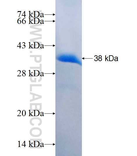 SGCD fusion protein Ag7812 SDS-PAGE