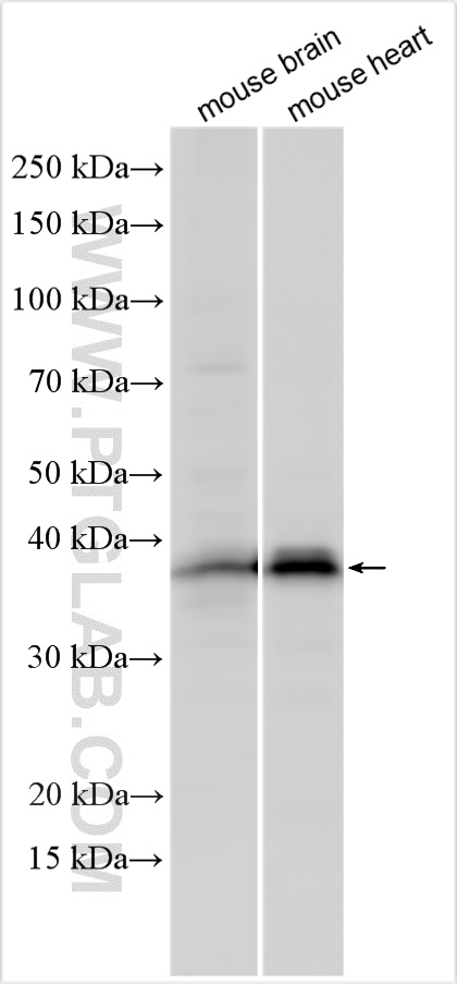 WB analysis using 21614-1-AP