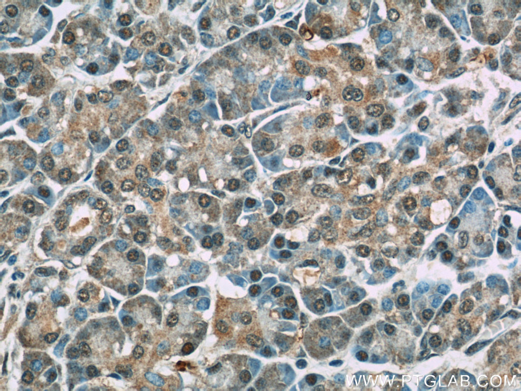 IHC staining of human pancreas using 23394-1-AP