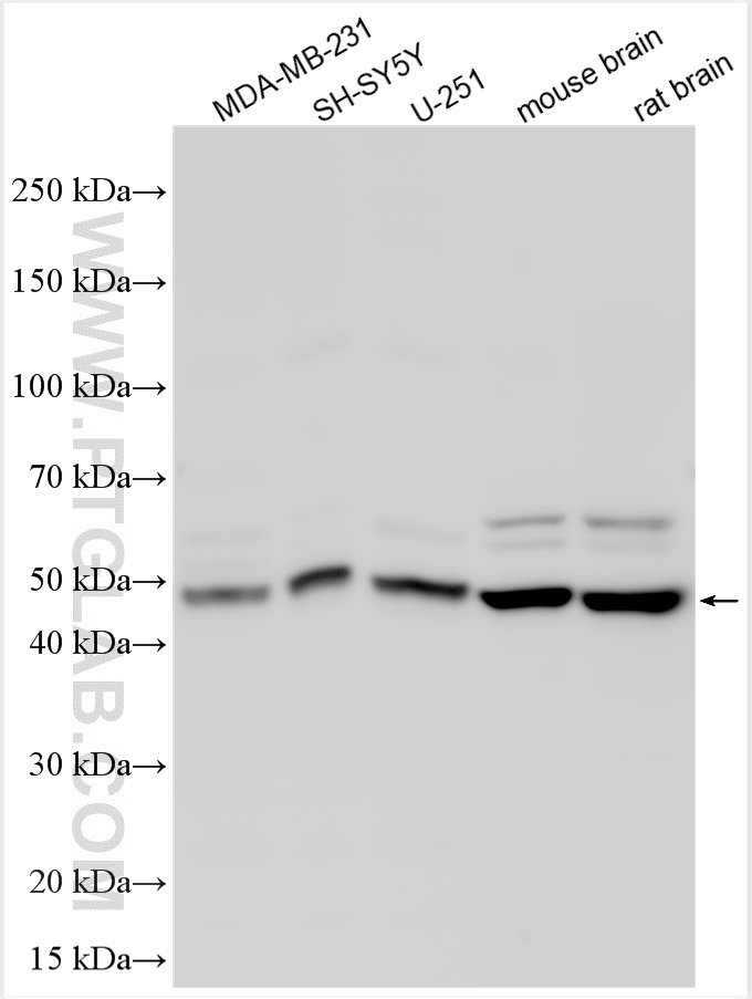 WB analysis using 27444-1-AP