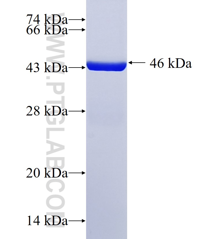 SGK196 fusion protein Ag24922 SDS-PAGE