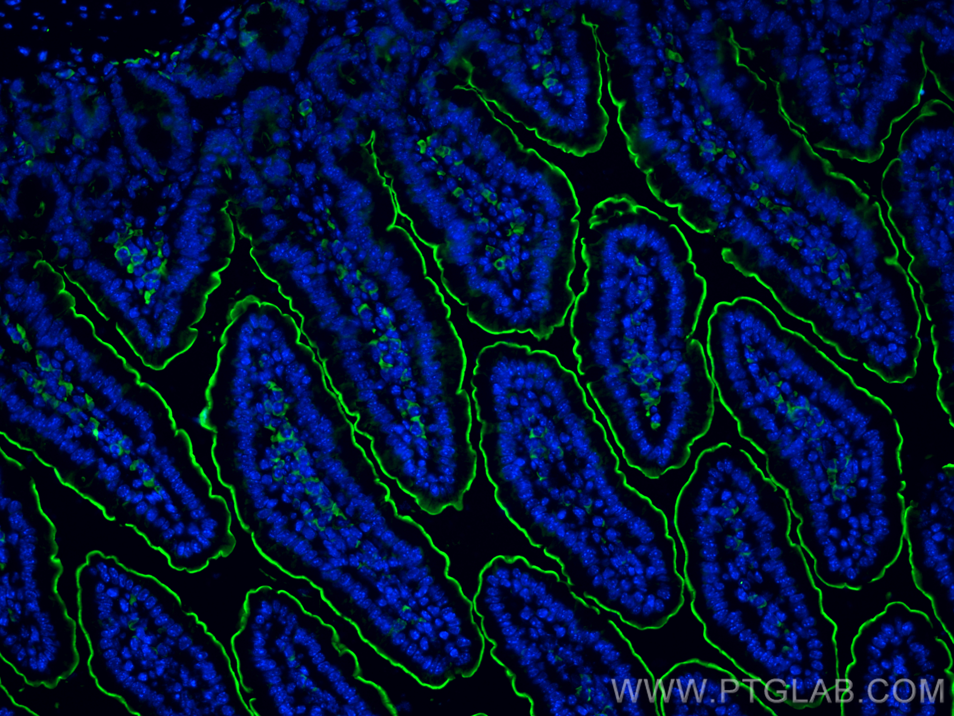 IF Staining of mouse small intestine using 30861-1-AP (same clone as 30861-1-PBS)