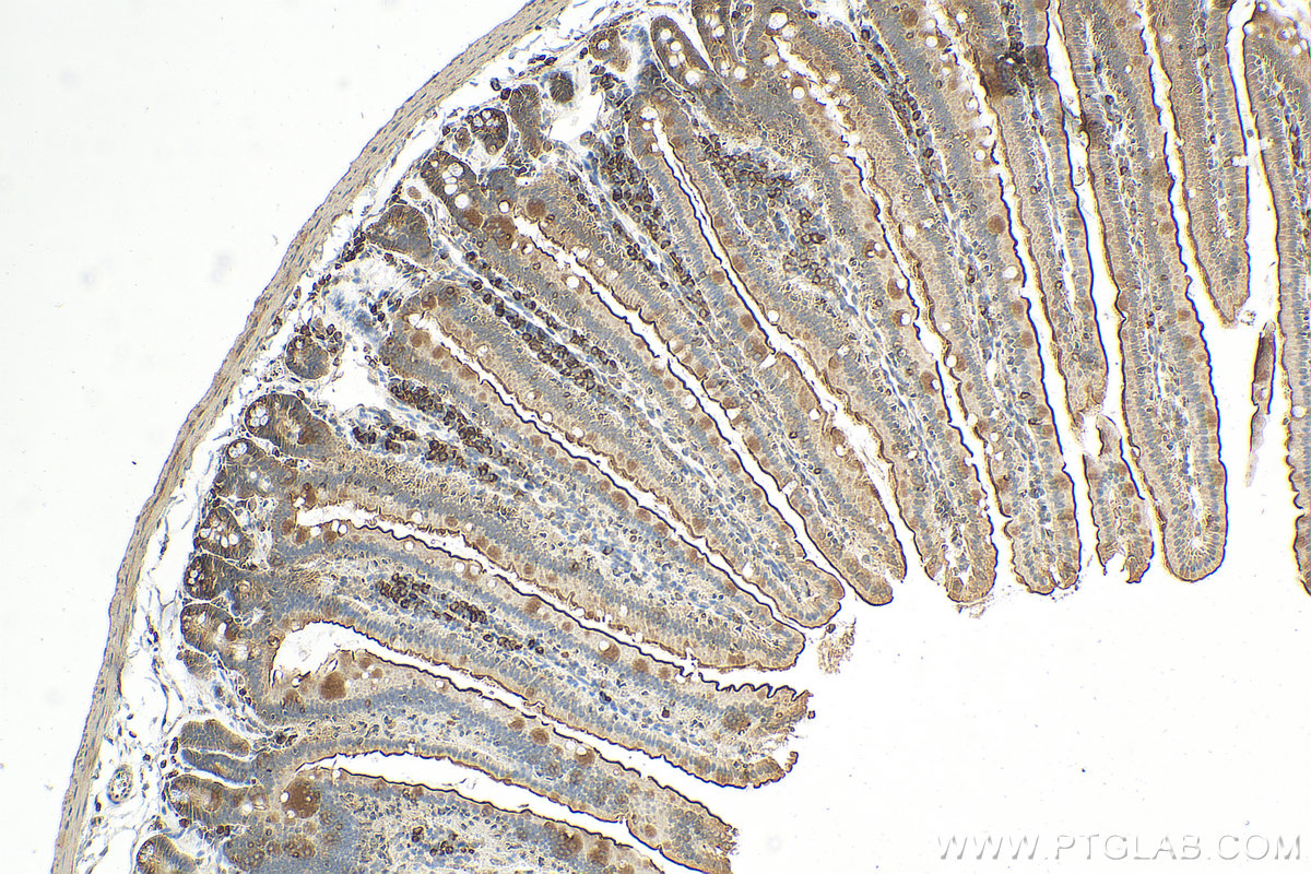 IHC staining of mouse small intestine using 30861-1-AP (same clone as 30861-1-PBS)
