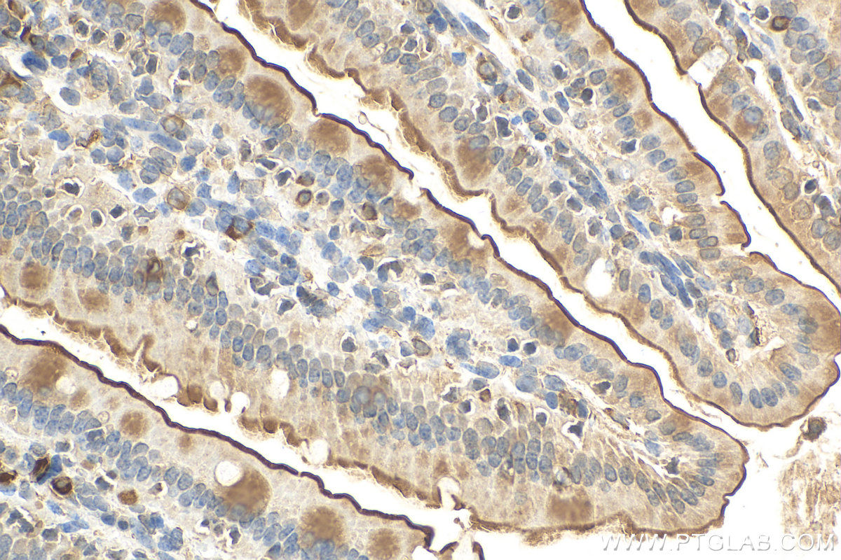 IHC staining of mouse small intestine using 30861-1-AP (same clone as 30861-1-PBS)