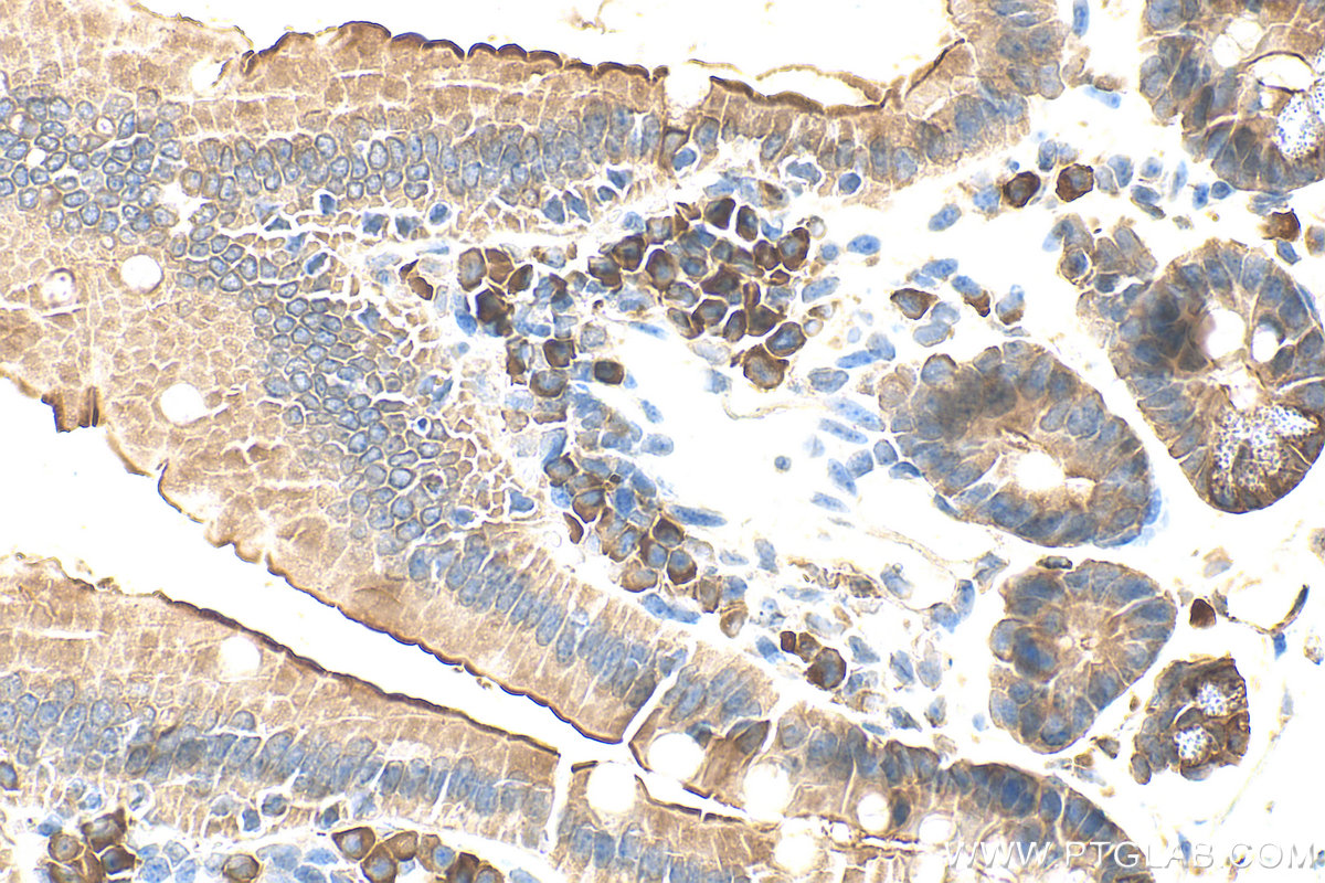 IHC staining of mouse small intestine using 30861-1-AP (same clone as 30861-1-PBS)