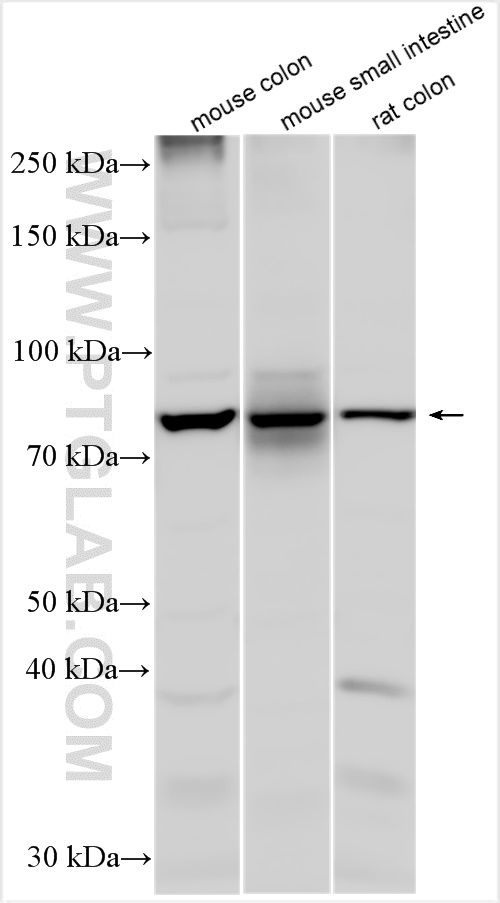 WB analysis using 30861-1-AP (same clone as 30861-1-PBS)